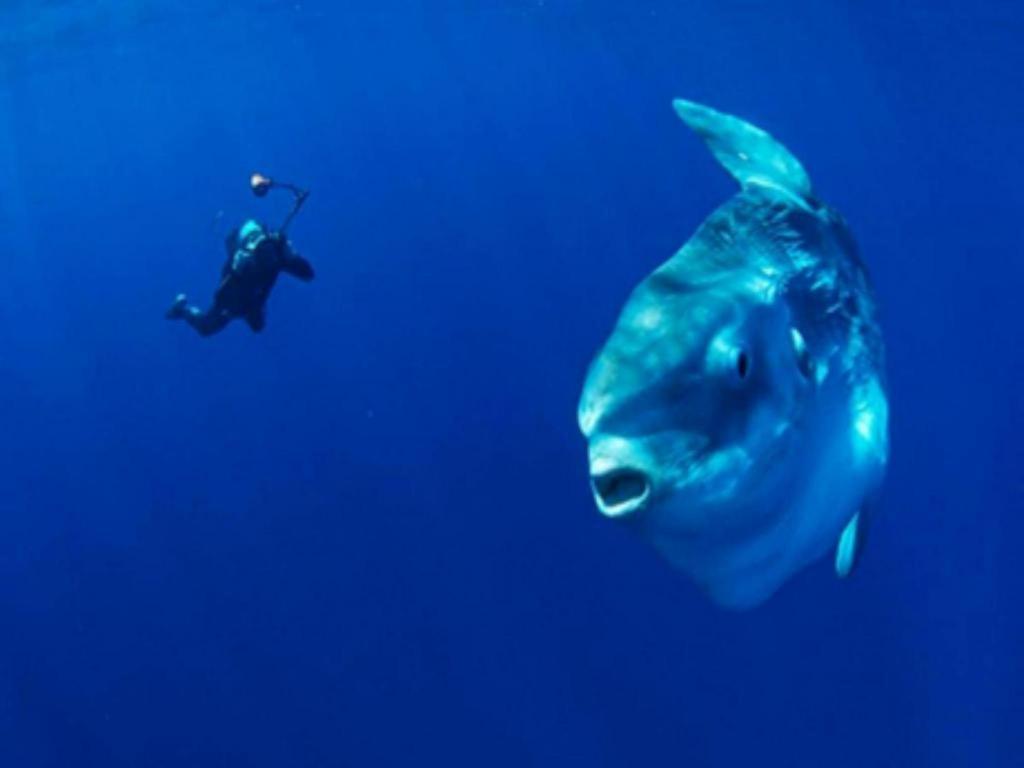 Tulamben Wreck Divers Resort & Restaurant Екстериор снимка